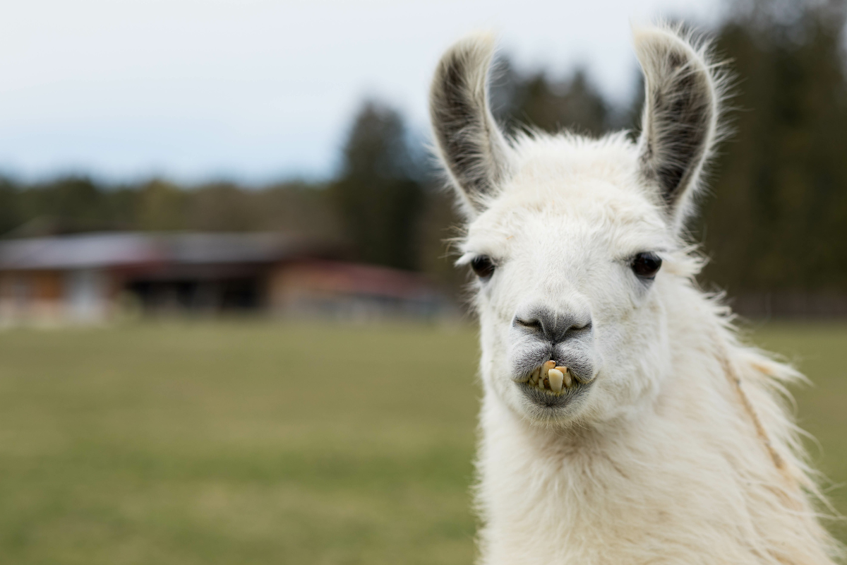 Llama with crooked teeth